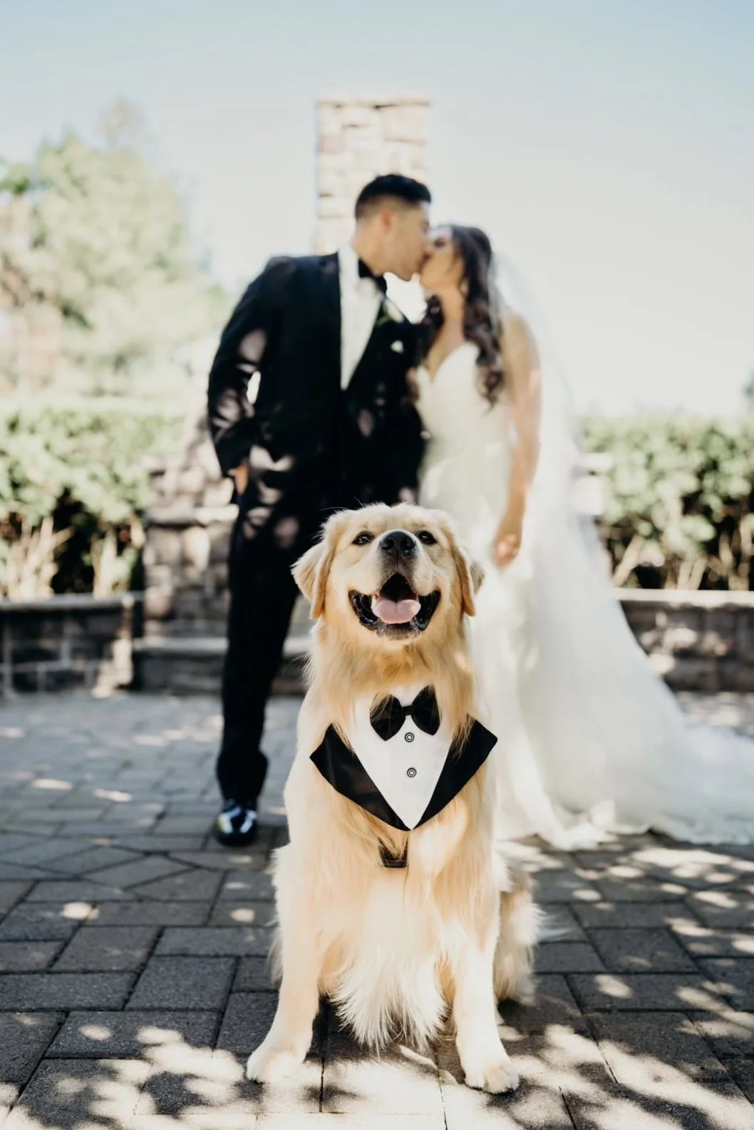 DOG WEDDING DRAMA! Golden Retrievers Say 'I Do'—But Fans Are FURIOUS Over Who Got INVITED!