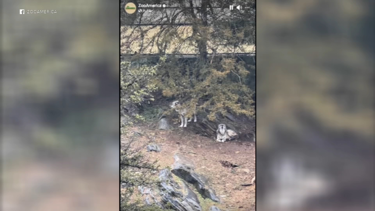 WOLF-GATE: Parents Charged After Toddler MAULED By Wild Animal While They Were ON THEIR PHONES!